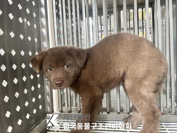보호중 믹스견의 가…
